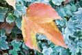 close up of a dry maple orange leaf in front of green leaves of an ivy in a scene of a fall day. The leaf has fallen on other Royalty Free Stock Photo