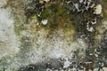 Close-up of Dry moss on White cement crack wall and peeled paint caused by water and sunlight. Peel wall of White house paint. Royalty Free Stock Photo