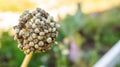 Close-up of dry, moulding onion seed pods, ready to fall off at the end of summer near autumn. Onion flower plant is sterile, Royalty Free Stock Photo