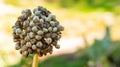 Close-up of dry, moulding onion seed pods, ready to fall off at the end of summer near autumn. Onion flower plant is sterile, Royalty Free Stock Photo