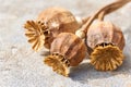 Poppy seed pods on a grey background Royalty Free Stock Photo