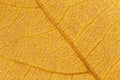 close up of dry orange maple tree leaf texture Royalty Free Stock Photo