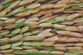 Close up of dry paddy rice. Royalty Free Stock Photo
