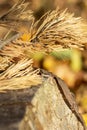 Close-up on a dry pine branch that lies on a dark hemp on a yellow with orange background. Beautiful, autumn bluer effect