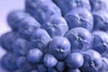 Close-up of dry pine cone`s bottom in purple blue color with selective focus Royalty Free Stock Photo