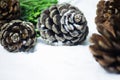 Close up dry pine cones with green leafs on snow background.