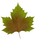 Plane tree leaf Royalty Free Stock Photo