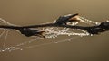 Close-up of a dry plant with cobwebs covered in dew Royalty Free Stock Photo