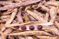 Dry purple dwarf beans in pods