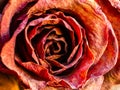 Close up of a dry red rose, macro Royalty Free Stock Photo