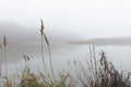 Close-up of dry reeds on foggy gloomy autumn or winter day