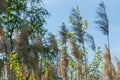 Close-up dry reeds sway on the river bank against the blue sky. Royalty Free Stock Photo