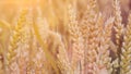 Close up of dry ripe golden wheat ears in sun flares Royalty Free Stock Photo