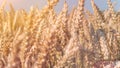 Close up of dry ripe golden wheat spikes in sun flares Royalty Free Stock Photo