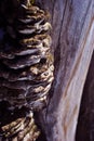 Close-up dry rotten mushrooms with fluted wavy brown, gray, green head texture on old tree stump bark Royalty Free Stock Photo