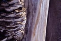 Close-up dry rotten mushrooms with fluted wavy brown, gray, green head texture on old tree stump bark, background Royalty Free Stock Photo