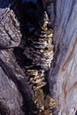 Close-up dry rotten mushrooms with fluted wavy brown, gray, green head texture on old tree stump bark, background Royalty Free Stock Photo