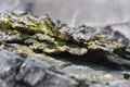 Close-up dry rotten mushrooms with fluted wavy brown, gray, green head texture on old tree stump bark, background texture Royalty Free Stock Photo