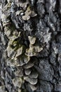 Close-up dry rotten mushrooms with fluted wavy brown, gray, green head texture on old tree stump bark Royalty Free Stock Photo