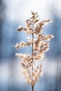 Close-up of a dry seed plant set against a bright blue sky. Royalty Free Stock Photo