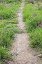 Dry soil and green grass in nature garden Royalty Free Stock Photo