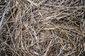 Close-up of dry straw texture background. Packed Gray hay Royalty Free Stock Photo