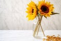 close-up of a dry sunflower in a glass vase on a white marble table Royalty Free Stock Photo