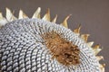 Close-up of a dry sunflower head with grey seed pattern Royalty Free Stock Photo