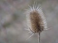 Close up of dry thistle flowerhead. Dipsacus sativus, wild teasel dried head in nature,selective focus, beige bokeh Royalty Free Stock Photo