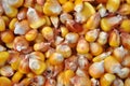 Dry corn grain Royalty Free Stock Photo