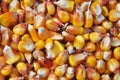 Dry corn grain Royalty Free Stock Photo