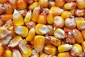 Dry corn grain Royalty Free Stock Photo