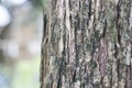 Close up of dry tree bark background