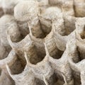 Close-up of a dry vespiary's cells, isolated Royalty Free Stock Photo