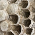 Close-up of a dry vespiary's cells, isolated Royalty Free Stock Photo