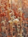 Close up of dry wildflower covered in frost