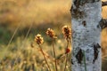 A close up of dry wildflowers of Prunella vulgaris (common self-heal, heal-all, woundwort, heart-of-the-earth)