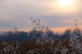 Close-up of dry winter plant. sunset nostalgic calming natural background shallow focus wintertime copy space