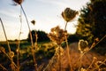 Dry yarrow plants on a wild meadow back-lit by the warm golden light of sunset as a natural moody summer wildflower background Royalty Free Stock Photo