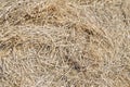 Close-up dry yellow hay texture. Natural straw background. Summer rural backdrop. Copyspace Royalty Free Stock Photo