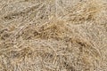 Close-up dry yellow hay texture. Natural straw background. Summer rural backdrop. Copyspace Royalty Free Stock Photo