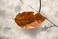 Close up of dry yellow leaf on snow