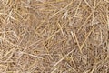 Close up of dry yellow straw grass background texture after have Royalty Free Stock Photo