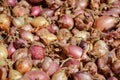 Close up of drying colorful home-grown onions Allium cepa on net dryer background. Heap of natural dried variety colors onions Royalty Free Stock Photo