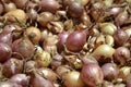 Close up of drying colorful home-grown onions Allium cepa on net dryer background. Heap of natural dried variety colors onions Royalty Free Stock Photo