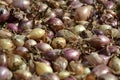 Close up of drying colorful home-grown onions Allium cepa on net dryer background. Heap of natural dried variety colors onions Royalty Free Stock Photo