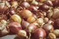 Close up of drying colorful home-grown onions Allium cepa on net dryer background. Heap of natural dried variety colors onions Royalty Free Stock Photo