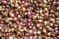 Close up of drying colorful home-grown onions Allium cepa on net dryer background. Heap of natural dried variety colors onions Royalty Free Stock Photo