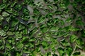 Close up of drying lemon balm leaves on a mesh.