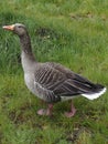 Close up of a duck in the barnyard